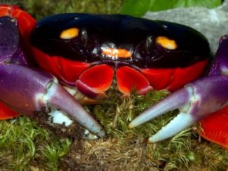 A Halloween Moon Crab