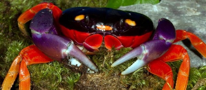A Halloween Moon Crab