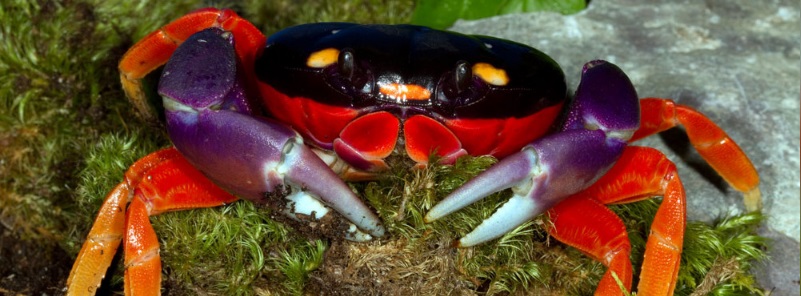 Halloween Moon Crab And Scaly Mom Youtube