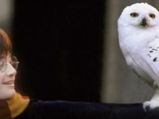 Hedwig on Harry's arm