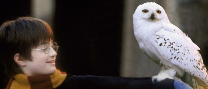 Hedwig on Harry's arm