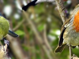 Birds on a tree