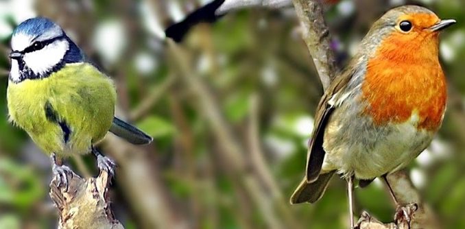 Birds on a tree