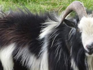 A type of mini goat