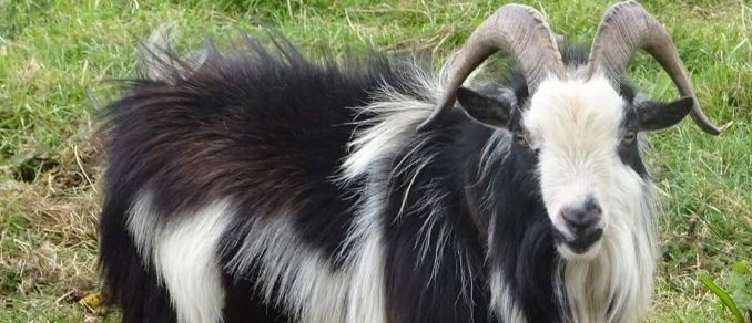 A type of mini goat