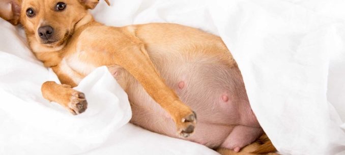 how do i know when my dog is pregnant