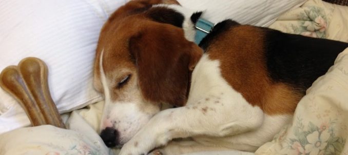 Dog sleeping in a bed