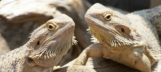 Bearded dragons on a log