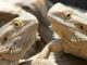 Bearded dragons on a log