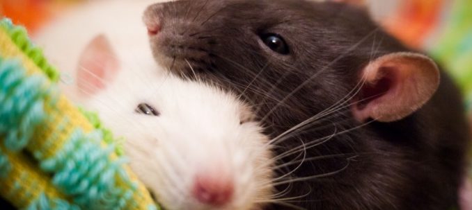 Sleeping rats