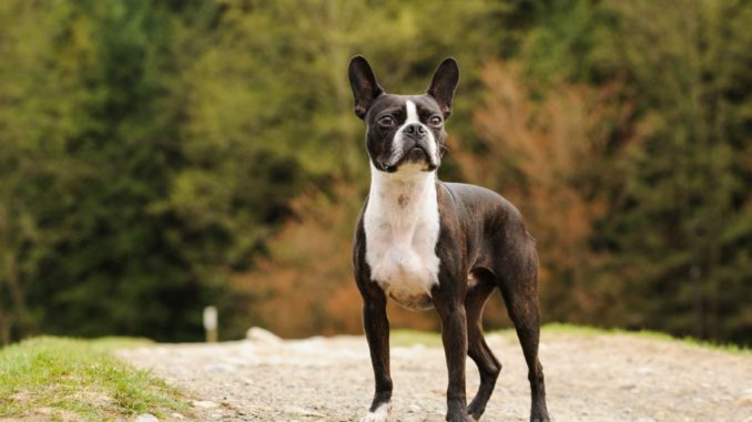 black brindle dog