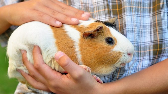 how warm do guinea pigs need to be