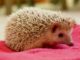 African pygmy hedgehog