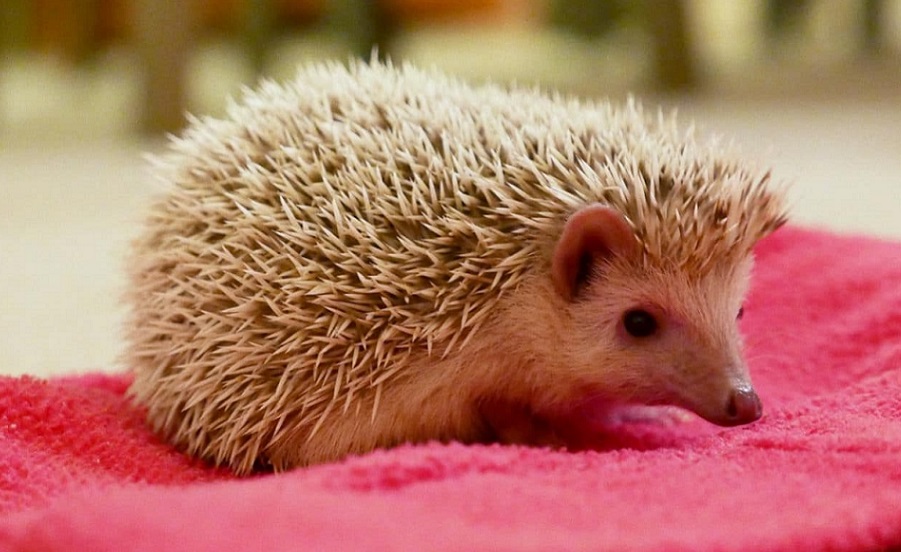 How Good Are African Pygmy Hedgehogs As Pets