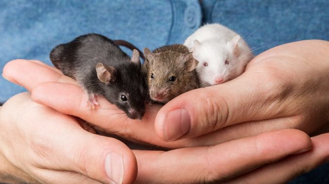 Pet mice