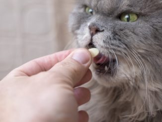 Cat taking vitamins