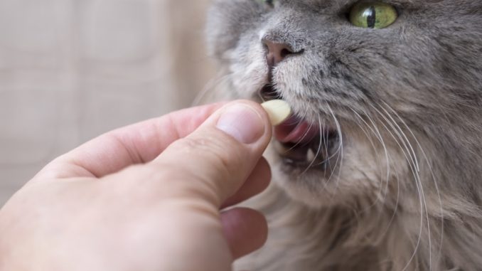 Cat taking vitamins