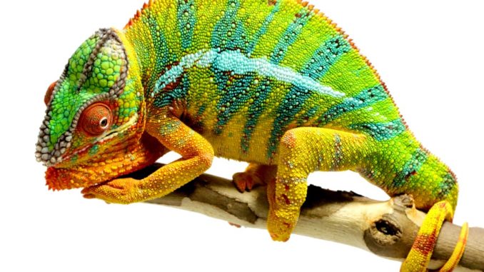 Chameleon