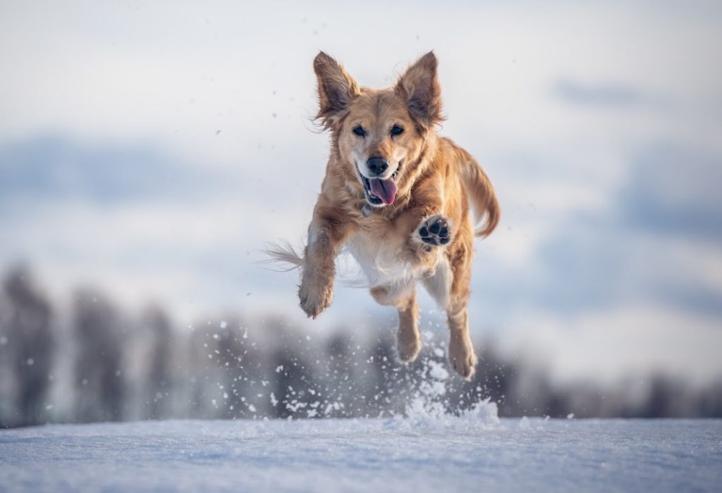 Dog running on snow