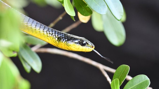 snake in a tree