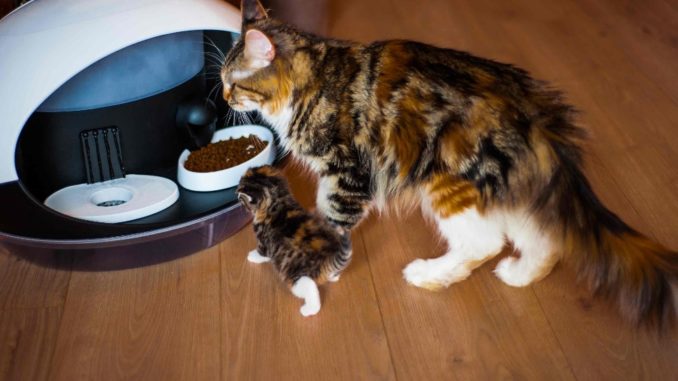 Intelligent cat feeder