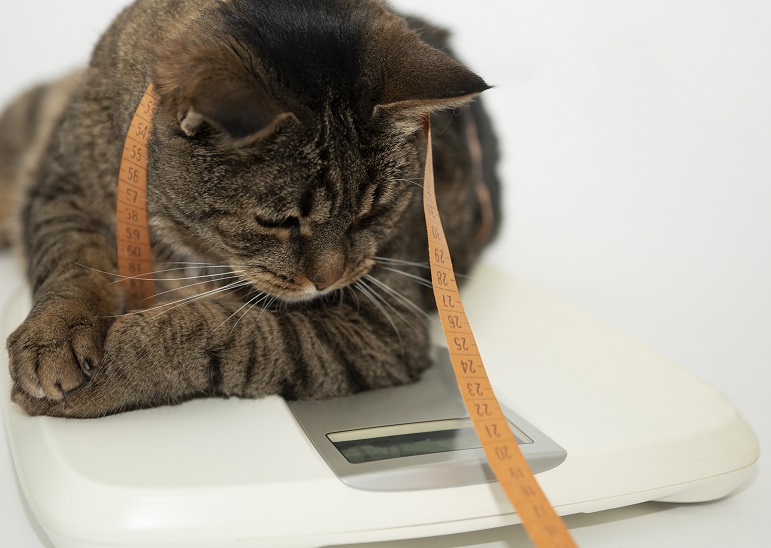 Fat cat on scales on white background. Weight control concept. Copy space.