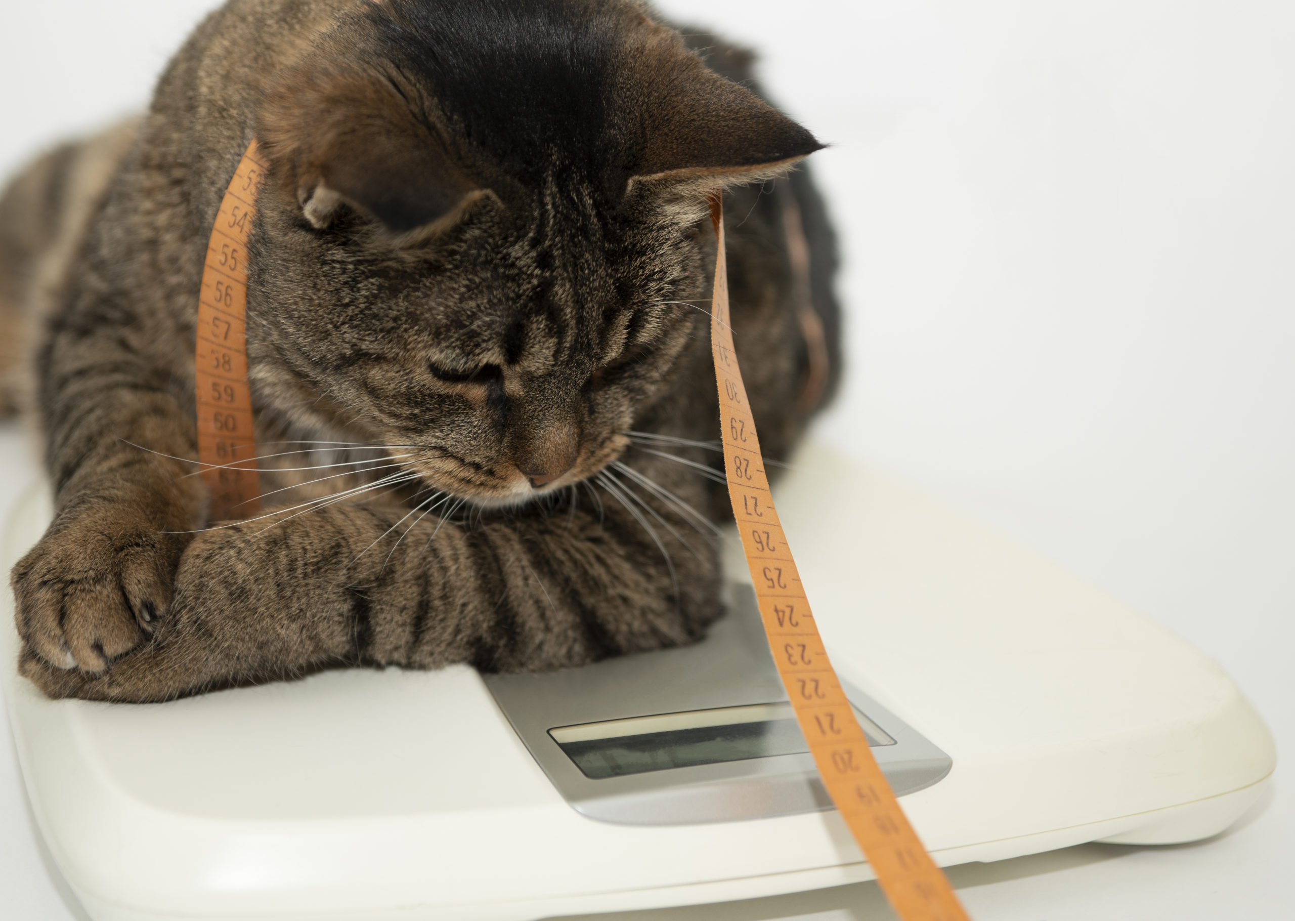 Fat cat on scales on white background. Weight control concept. Copy space.