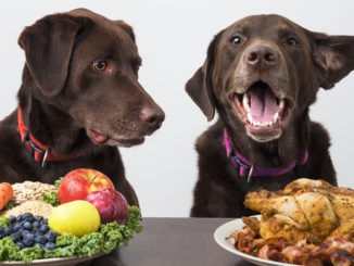 Food diet for pets