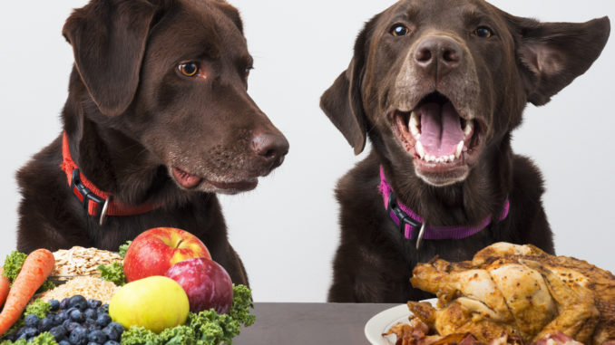 Food diet for pets