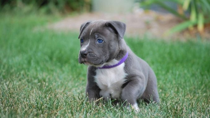 blue nosed pitbull puppy