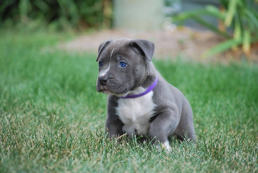 red and blue pitbull puppies