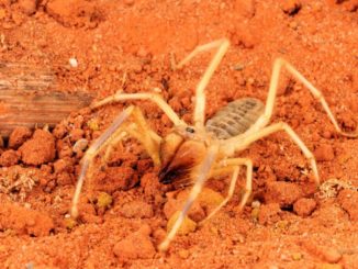 Camel spider