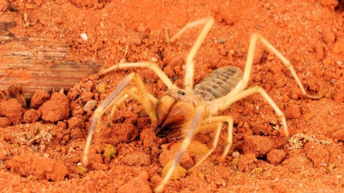 Camel spider