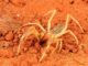 Camel spider