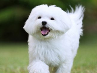 Maltese dog running