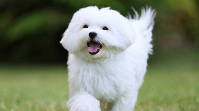 Maltese dog running