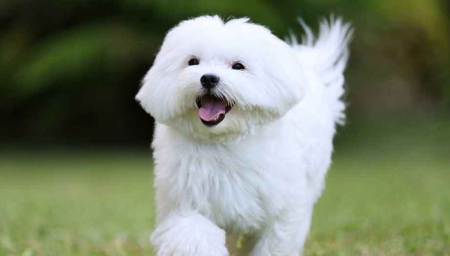 are maltese terrier cat friendly