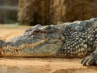 Crocodile relaxing