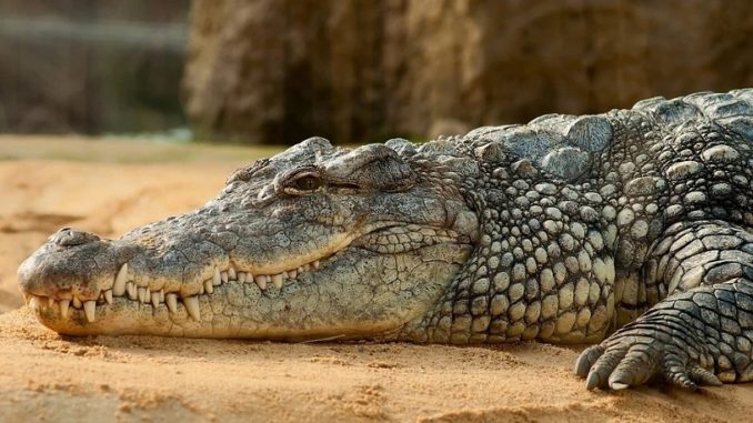 Crocodile relaxing