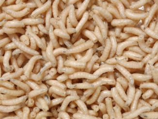 Maggots