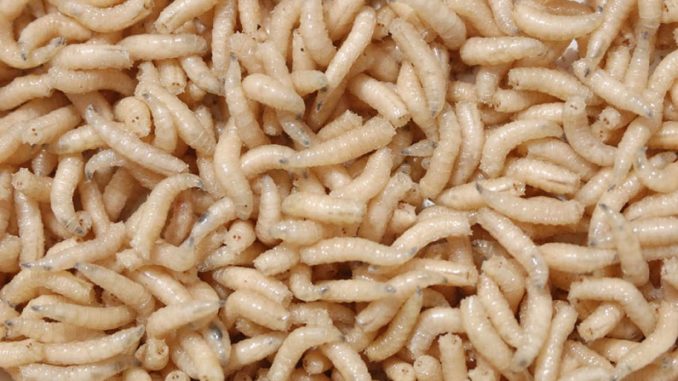 Maggots