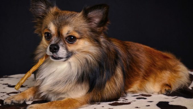 Long Haired Chihuahua