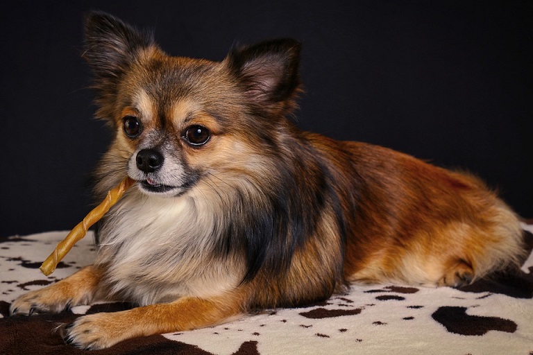 Long Haired Chihuahua – Do they Shed More than Regular Ones?