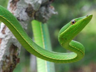 New vine snake