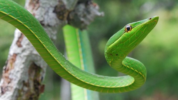 New vine snake