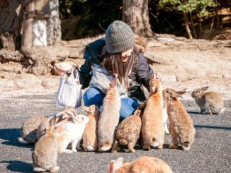 Rabbit Island