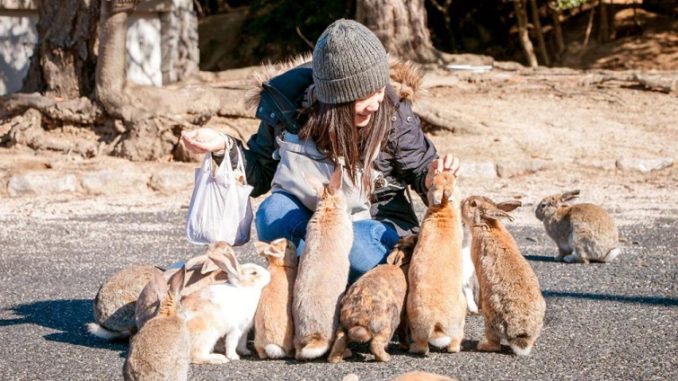 Rabbit Island