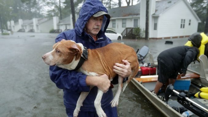 Rescued dog