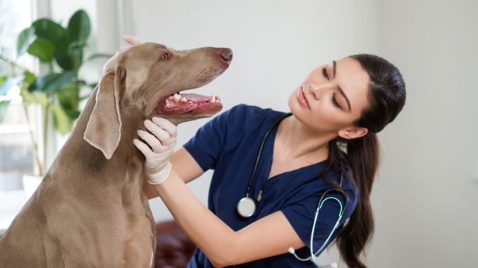 Dog at the vet