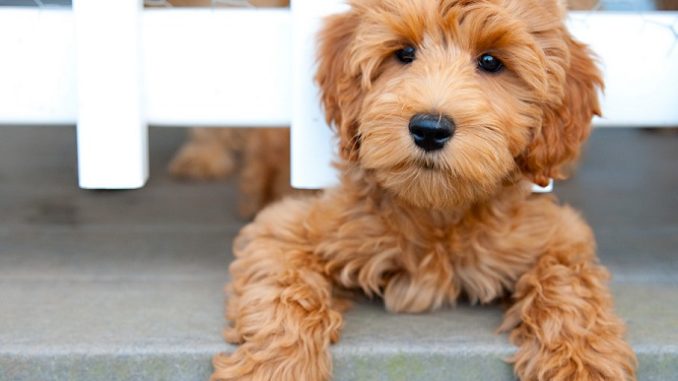 Labradoodle